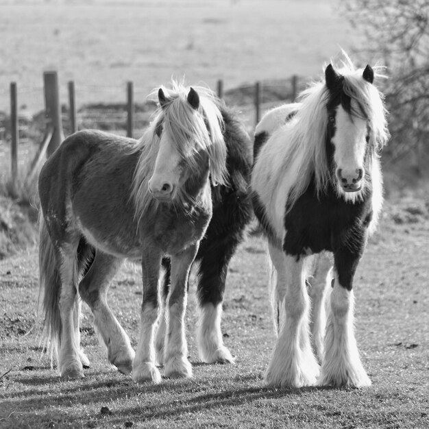 Horses on landscape