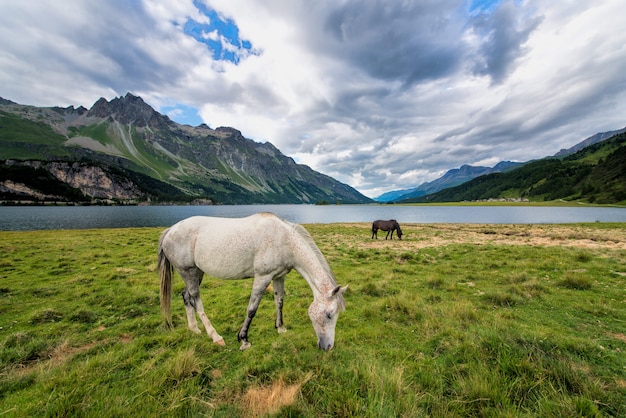 山の中の湖の近くの大きな草原の馬