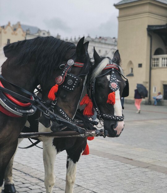 Horses in love stand on the street