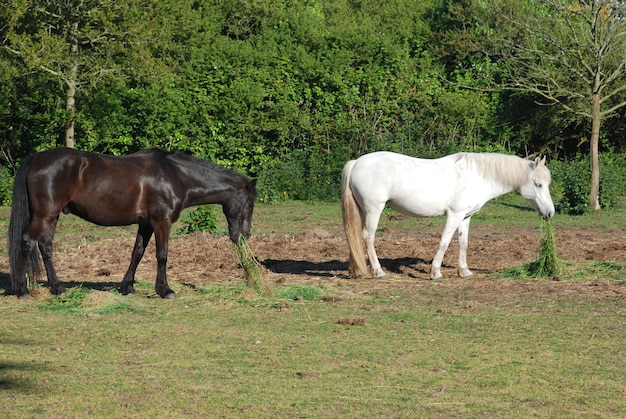 Cavalli in un prato in bretagna