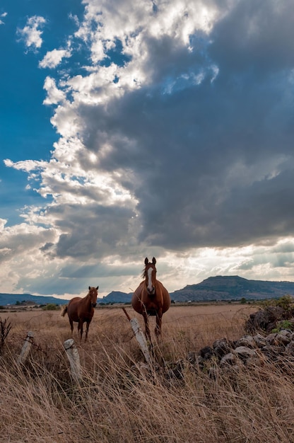 Horses in a meadow under a cloudy sky