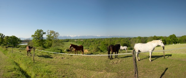 ピレネー山脈の牧草地の馬