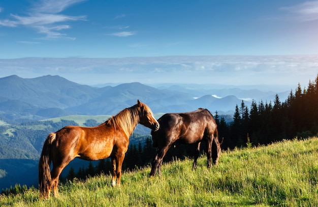 Horses on the meadow in the mountains