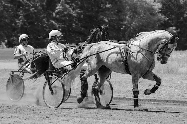 Лошади в движении Плакат с лошадьми Конный спорт Скачки Спорт с животными