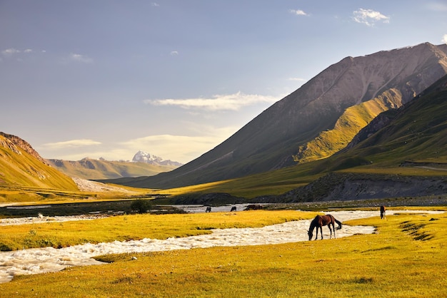 Horses in the mountain valley