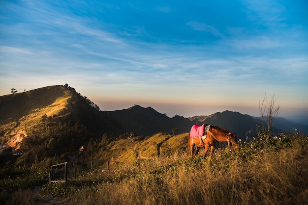 Horses on the mountain