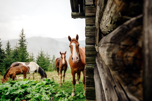 ウクライナのカルパティア山脈の山の馬