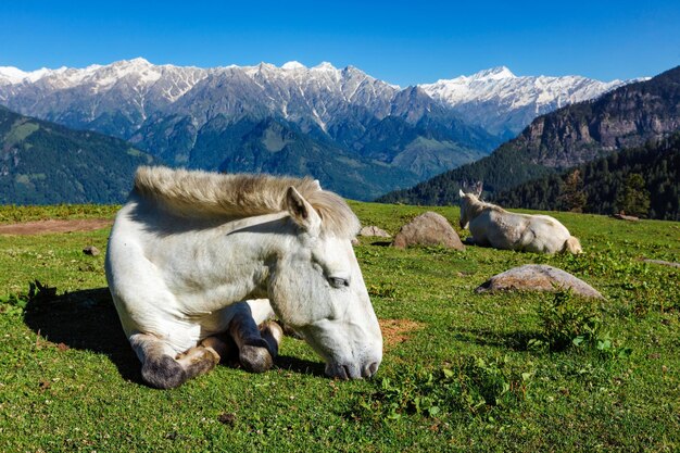 Horses in mountains himachal pradesh india