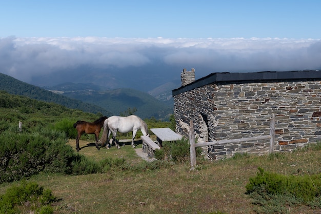 山の中の羊飼いの家の近くの馬、山の風景