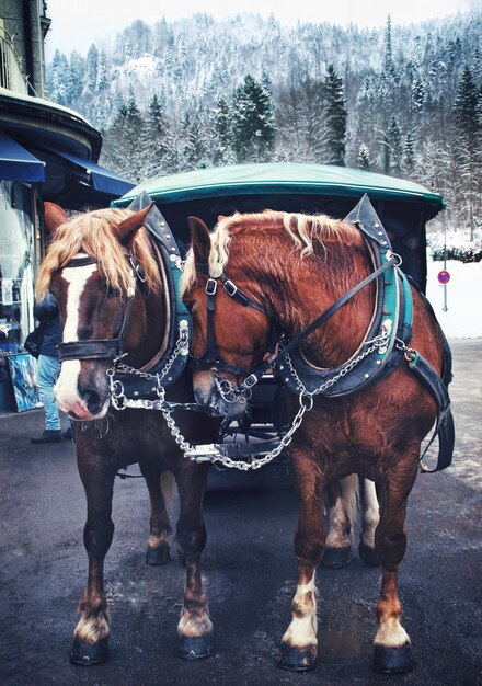 Фото Германские лошади