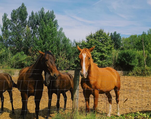 写真 野原の馬