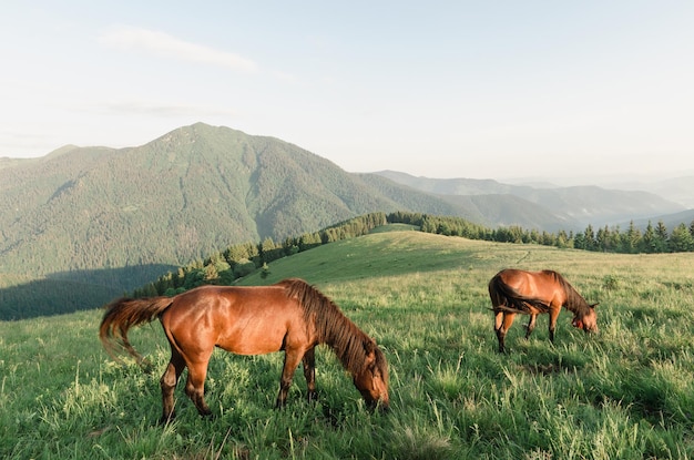 写真 山の牧場の馬