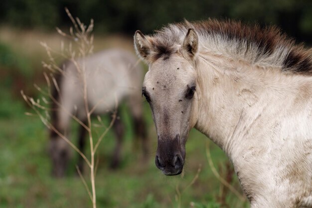 写真 フィールドの馬