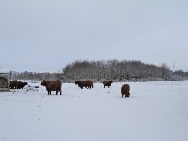 写真 空に向かって雪に覆われた畑の馬