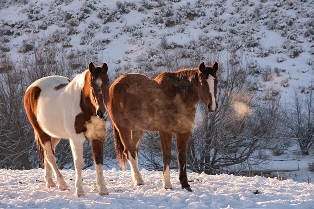 写真 冬の雪に覆われた風景の馬