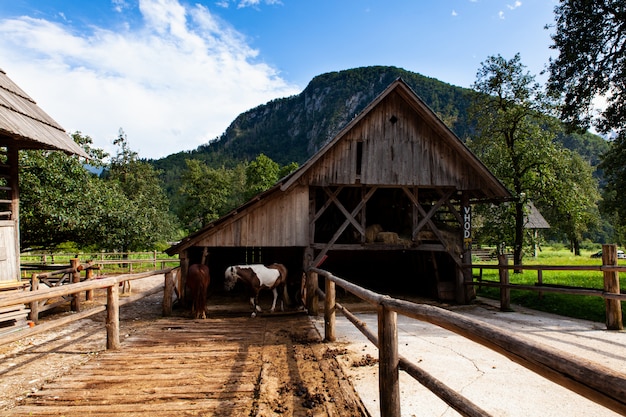 Photo horses out of the barn