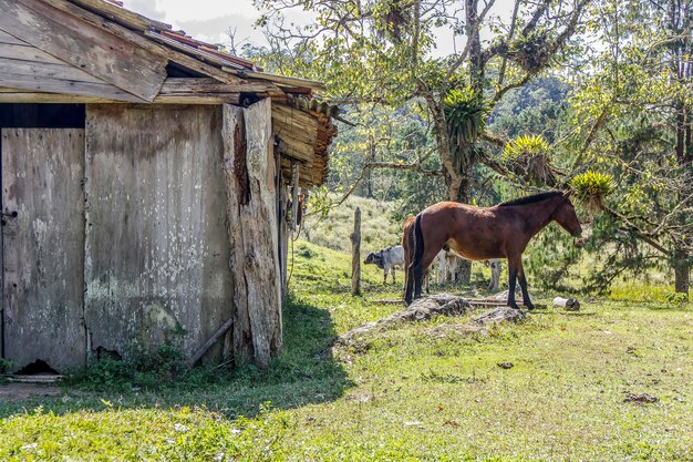 Horses outdoors eating