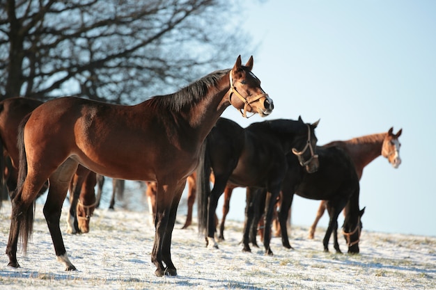 Horses in a pasture on a background of autumn trees