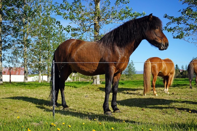 Horses on pasture trees on second plan