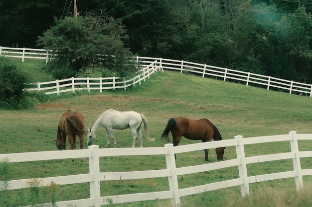 Photo horses in a pasture