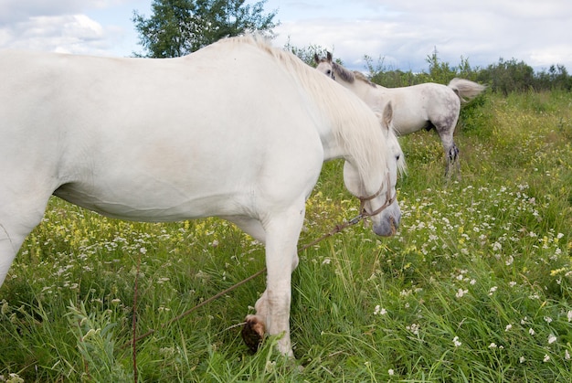 Photo horses on a pasture