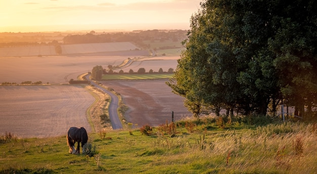 Horses pasturing in a rural landscape under warm sunlight with blue yellow and orange colors grazing grass trees and outstretched view