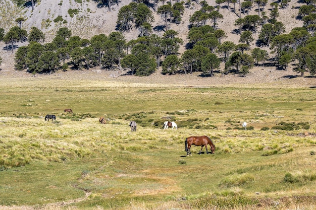 Horses in prairie in cordillera de los andes Patagonia