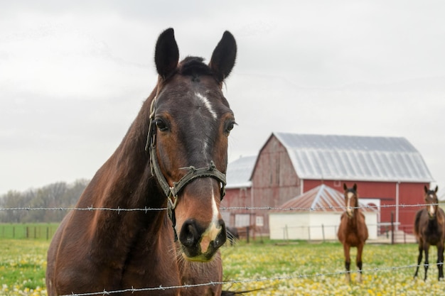 Horses in ranch against sky