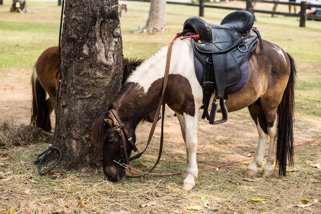 horses on ranch feeding