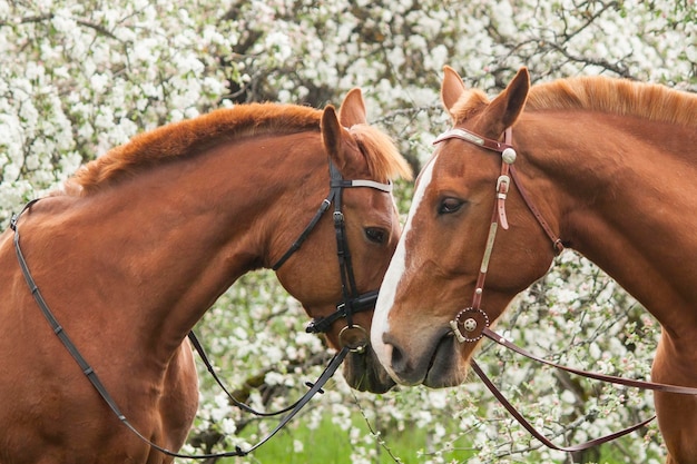 Photo horses in ranch