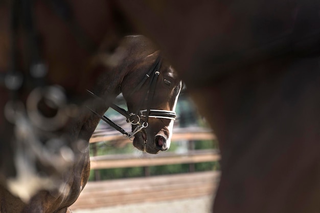 Photo horses at ranch