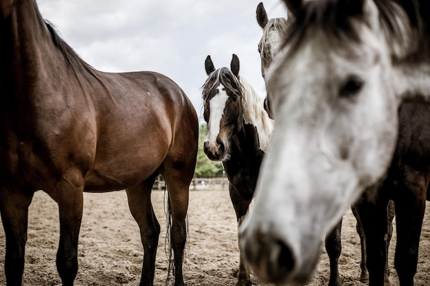 Horses in ranch