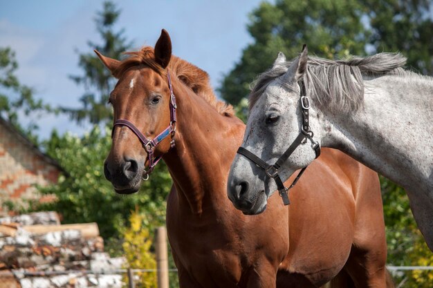 Horses in ranch