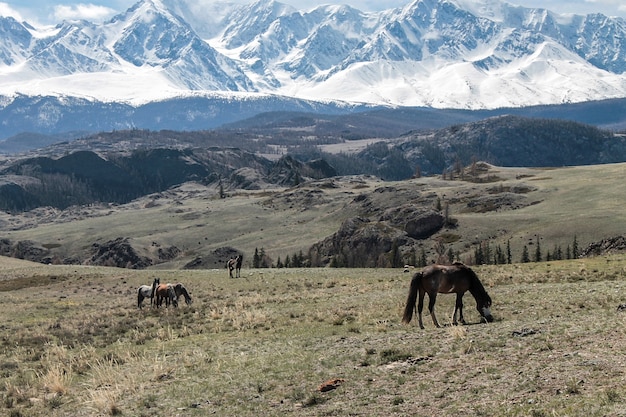 Horses roost in the meadow against the backdrop of mountains