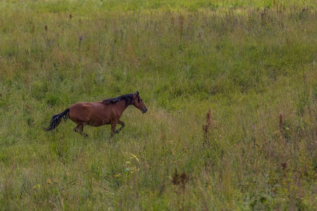 Horses run on field in summer