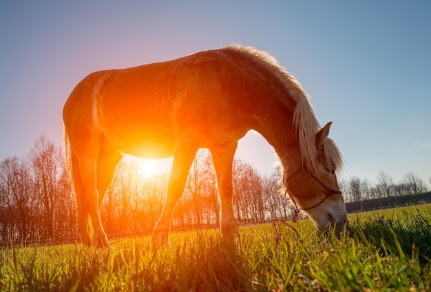 Horses run free in the prairie