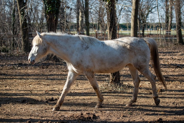 Horses run free in the prairie