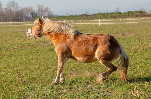 Horses run free