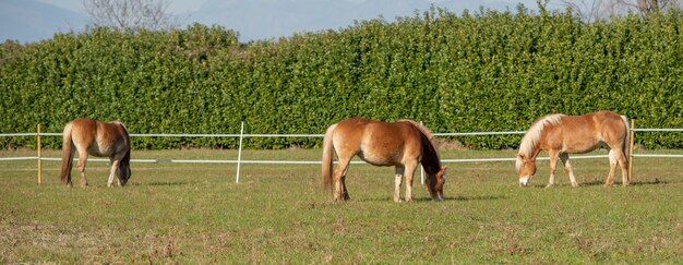 Horses run free