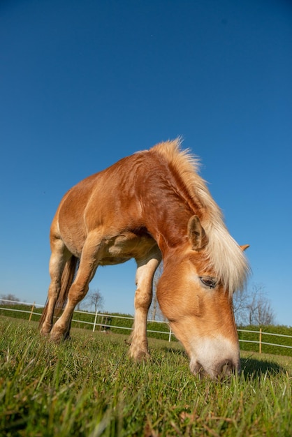 Horses run free