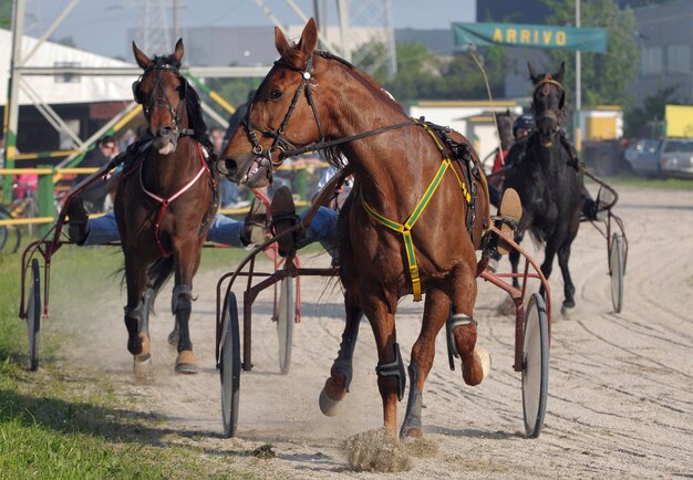 写真 馬が走る