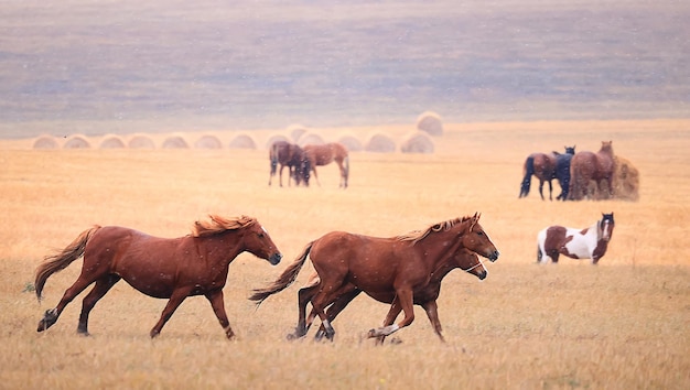 horses running across the steppe, dynamic freedom herd