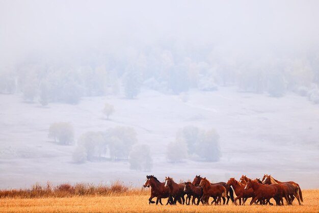 horses running across the steppe, dynamic freedom herd