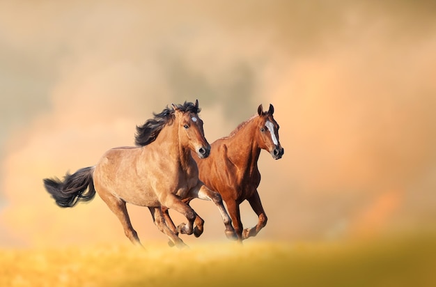 Лошади бегут на осеннем фоне