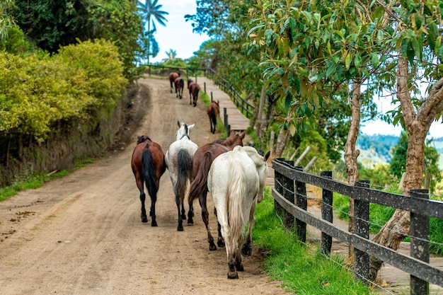 Horses running on a dirt road