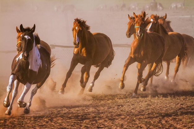 Photo horses running in field