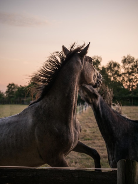 Photo horses running on field