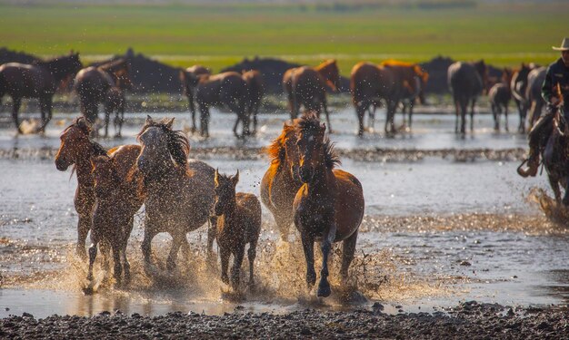 Photo horses running and kicking up dust yilki horses in kayseri turkey are wild horses with no owners
