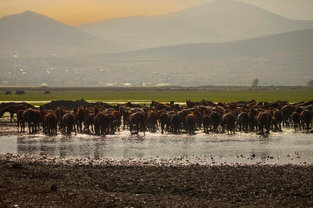 Photo horses running and kicking up dust yilki horses in kayseri turkey are wild horses with no owners