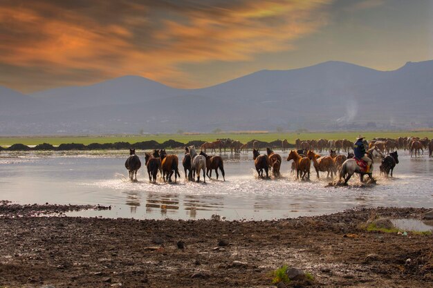 Photo horses running and kicking up dust yilki horses in kayseri turkey are wild horses with no owners